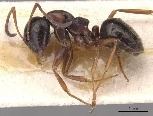 Camponotus candiotes specimen CASENT0905389 image casent0905389_3