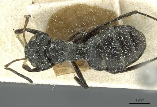 Camponotus canescens specimen CASENT0911728 image casent0911728_1