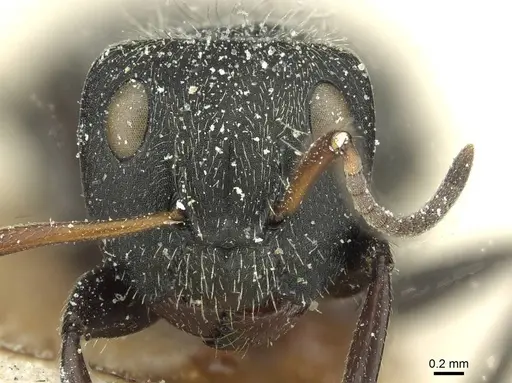 Camponotus canescens specimen CASENT0911728 image casent0911728_2