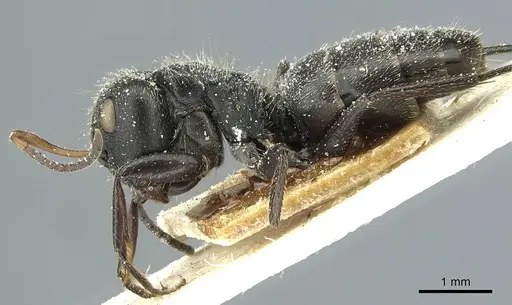 Camponotus canescens specimen CASENT0911728 image casent0911728_3