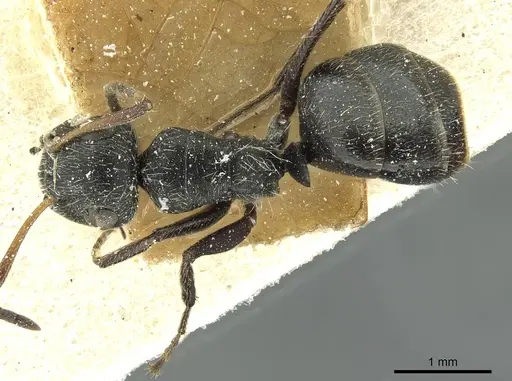 Camponotus canescens specimen CASENT0911729 image casent0911729_1