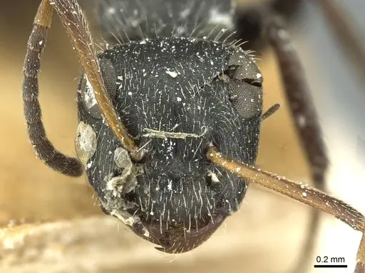 Camponotus canescens specimen CASENT0911729 image casent0911729_2