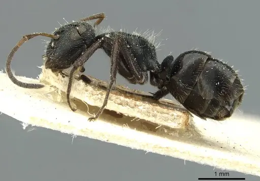 Camponotus canescens specimen CASENT0911729 image casent0911729_3