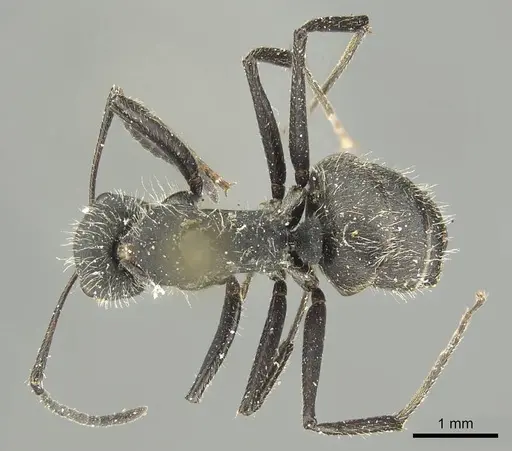 Camponotus canescens specimen CASENT0915785 image casent0915785_1