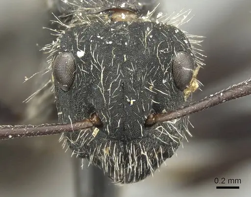 Camponotus canescens specimen CASENT0915785 image casent0915785_2