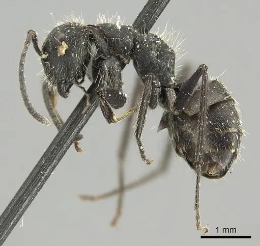 Camponotus canescens specimen CASENT0915785 image casent0915785_3