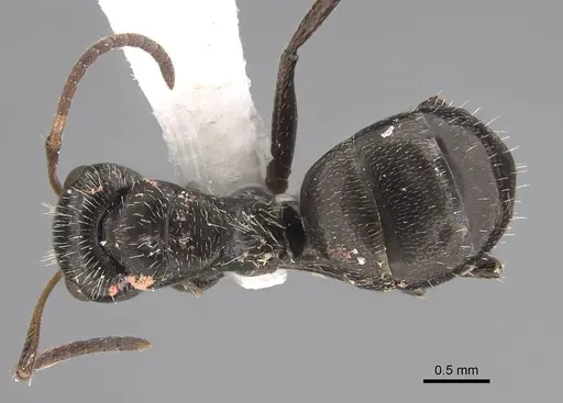 Camponotus canescens specimen CASENT0923524 image casent0923524_1