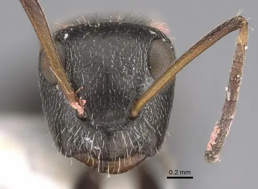 Camponotus canescens specimen CASENT0923524 image casent0923524_2