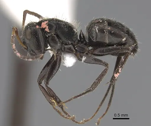 Camponotus canescens specimen CASENT0923524 image casent0923524_3