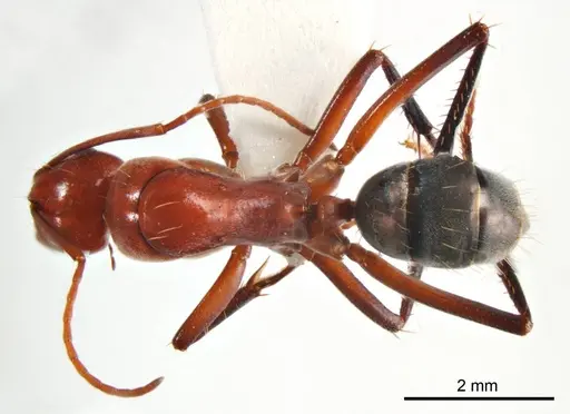 Camponotus capito specimen ANTWEB1008612 image antweb1008612_1
