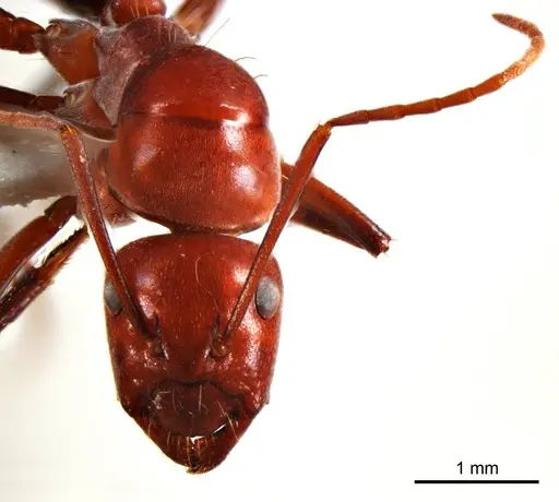 Camponotus capito specimen ANTWEB1008612 image antweb1008612_2
