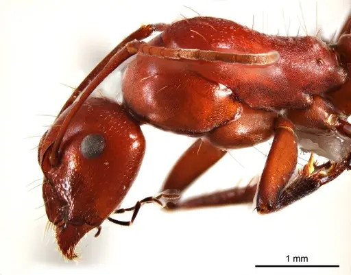 Camponotus capito specimen ANTWEB1008612 image antweb1008612_3