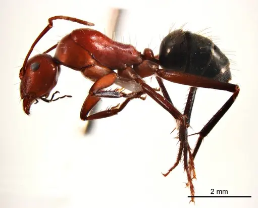 Camponotus capito specimen ANTWEB1008612 image antweb1008612_4
