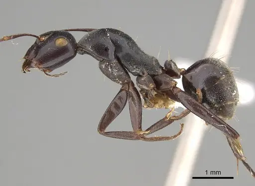 Camponotus capito specimen CASENT0887676 image casent0887676_1