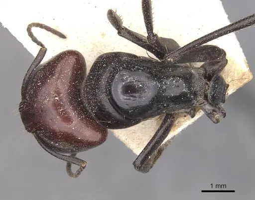 Camponotus capito specimen CASENT0910364 image casent0910364_1