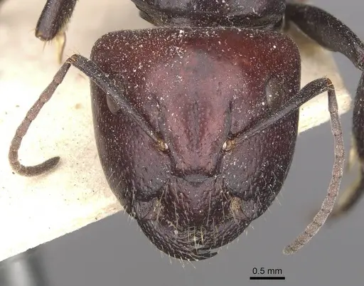 Camponotus capito specimen CASENT0910364 image casent0910364_2