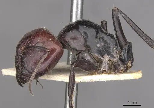 Camponotus capito specimen CASENT0910364 image casent0910364_3