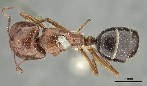 Camponotus capito specimen CASENT0915754 image casent0915754_1