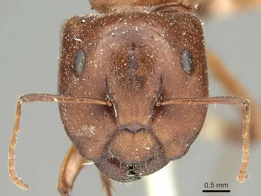 Camponotus capito specimen CASENT0915754 image casent0915754_2