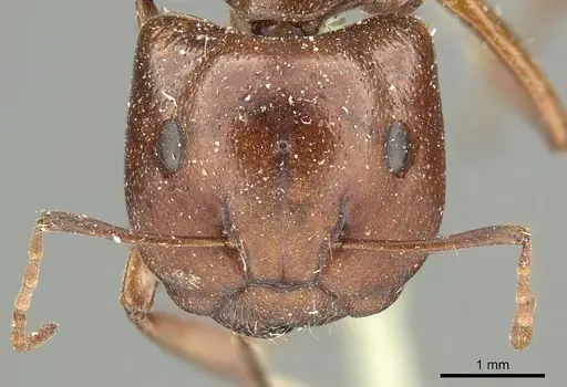 Camponotus capito specimen CASENT0915754 image casent0915754_3