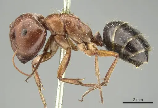 Camponotus capito specimen CASENT0915754 image casent0915754_4