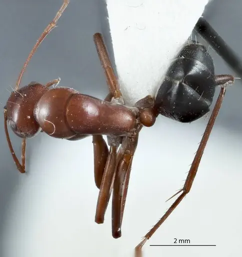 Camponotus capito specimen JDM32-000946 image jdm32-000946_1