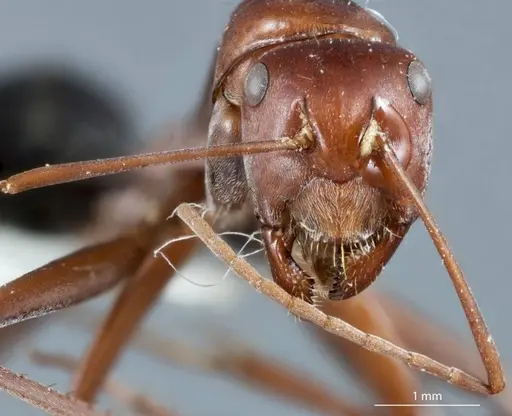 Camponotus capito specimen JDM32-000946 image jdm32-000946_2