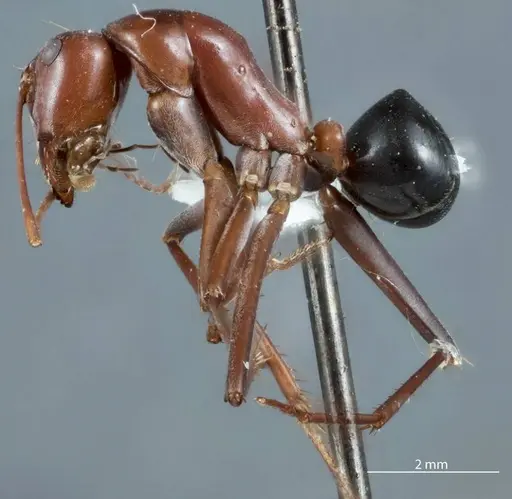 Camponotus capito specimen JDM32-000946 image jdm32-000946_3