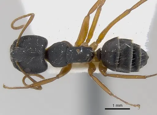 Camponotus capperi specimen CASENT0217622 image casent0217622_1