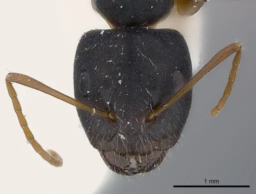 Camponotus capperi specimen CASENT0217622 image casent0217622_2