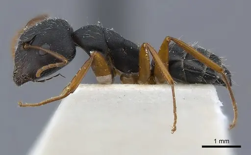 Camponotus capperi specimen CASENT0217622 image casent0217622_3