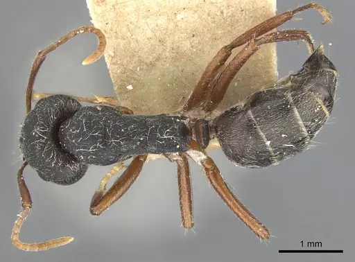Camponotus capperi specimen CASENT0903613 image casent0903613_1