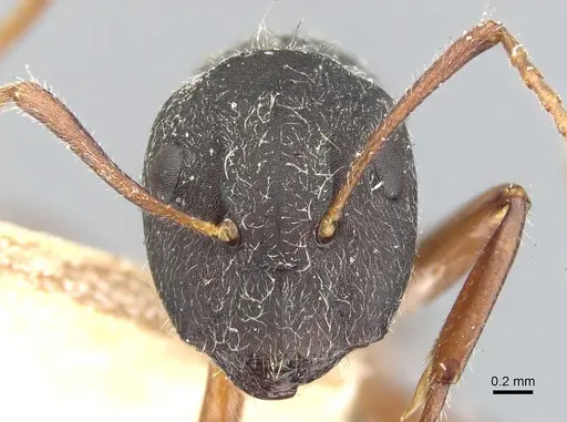 Camponotus capperi specimen CASENT0903613 image casent0903613_2