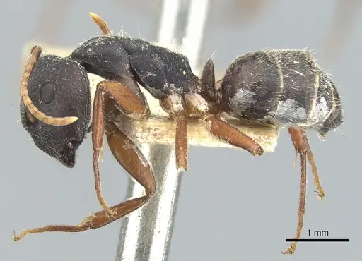 Camponotus capperi specimen CASENT0903613 image casent0903613_3