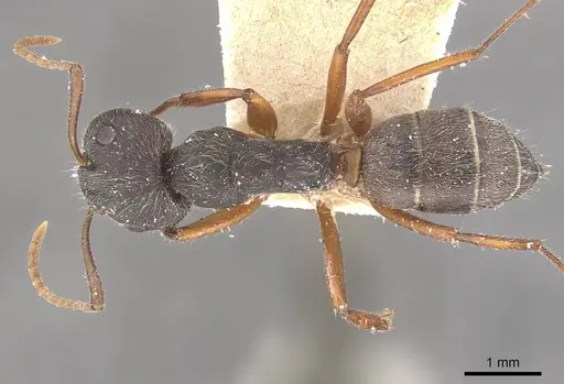Camponotus capperi specimen CASENT0910650 image casent0910650_1