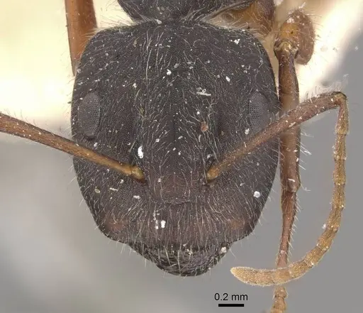 Camponotus capperi specimen CASENT0910650 image casent0910650_2