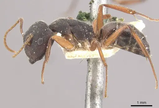 Camponotus capperi specimen CASENT0910650 image casent0910650_3