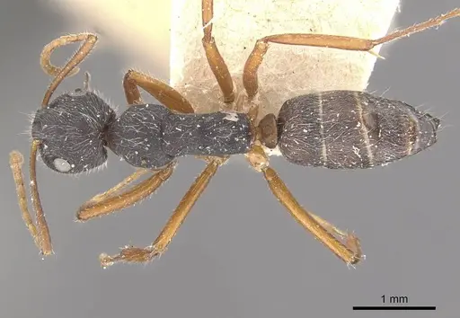 Camponotus capperi specimen CASENT0910651 image casent0910651_1