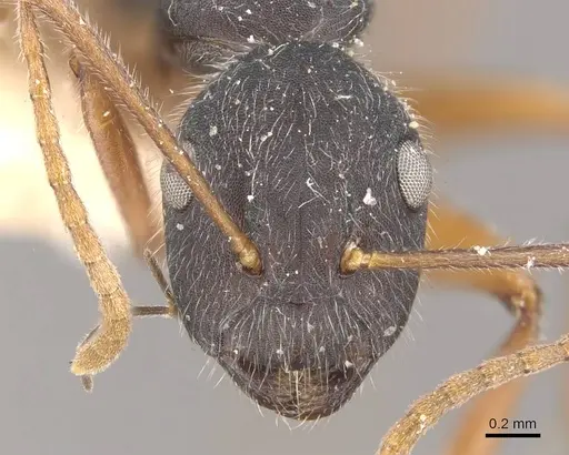 Camponotus capperi specimen CASENT0910651 image casent0910651_2