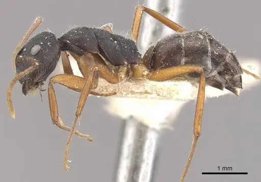 Camponotus capperi specimen CASENT0910651 image casent0910651_3