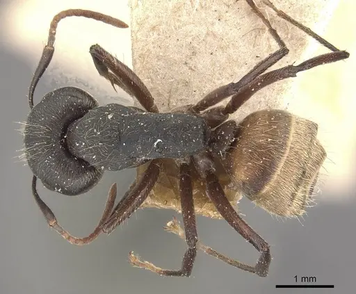 Camponotus capperi specimen CASENT0910652 image casent0910652_1