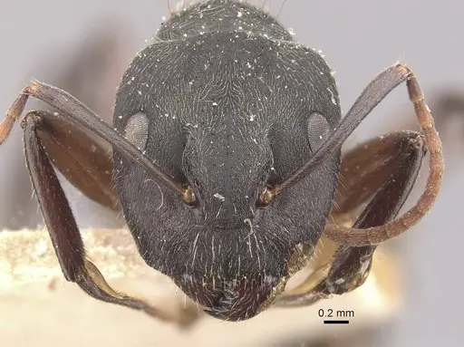 Camponotus capperi specimen CASENT0910652 image casent0910652_2