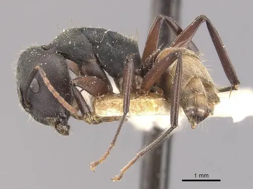Camponotus capperi specimen CASENT0910652 image casent0910652_3