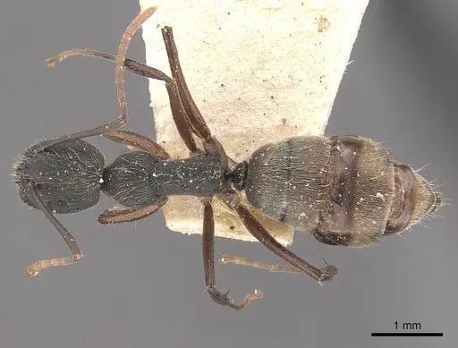 Camponotus capperi specimen CASENT0910653 image casent0910653_1