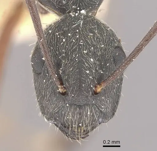 Camponotus capperi specimen CASENT0910653 image casent0910653_2