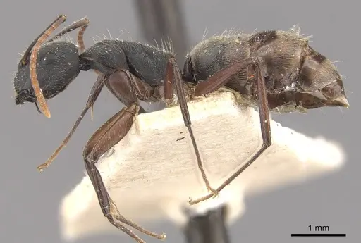 Camponotus capperi specimen CASENT0910653 image casent0910653_3