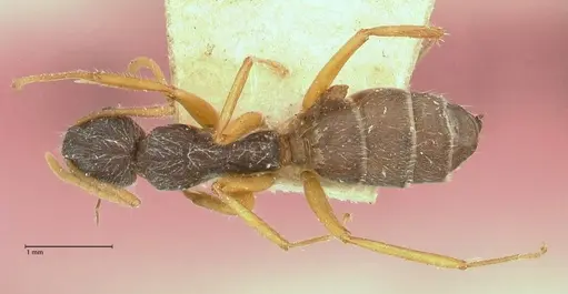 Camponotus capperi specimen FOCOL0720 image focol0720_1