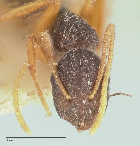 Camponotus capperi specimen FOCOL0720 image focol0720_2
