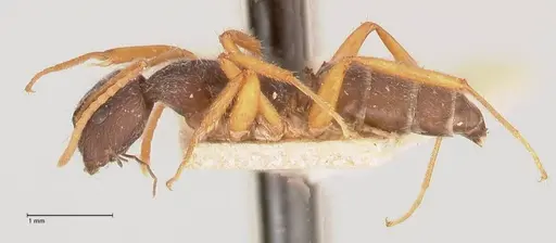 Camponotus capperi specimen FOCOL0720 image focol0720_3