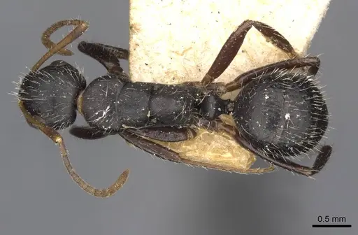 Camponotus caracalla specimen CASENT0910725 image casent0910725_1
